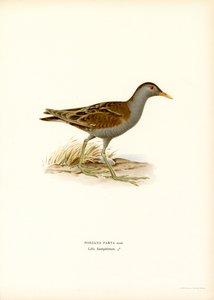 Little Crake (färg litho) av Magnus Ferdinand and Wilhelm von Wright