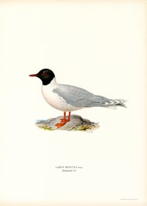 Little Gull (färg litho) av Magnus Ferdinand and Wilhelm von Wright