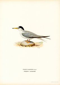 Lilla tärna (färg litho) av Magnus Ferdinand and Wilhelm von Wright