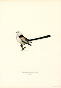 Långsvansmes (färg litho) av Magnus Ferdinand and Wilhelm von Wright