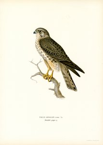 Merlin (färg litho) av Magnus Ferdinand and Wilhelm von Wright