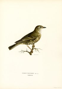 Misteltrast (färg litho) av Magnus Ferdinand and Wilhelm von Wright