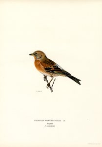 Bergfink (färg litho) av Magnus Ferdinand and Wilhelm von Wright