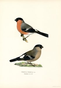 Nordeurasisk domherre (färg litho) av Magnus Ferdinand and Wilhelm von Wright
