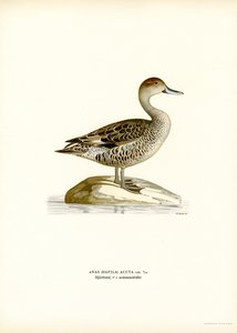 Northern Pintail (färg litho) av Magnus Ferdinand and Wilhelm von Wright