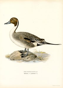 Northern Pintail (färg litho)
