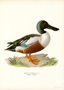 Northern Shoveler (färg litho) av Magnus Ferdinand and Wilhelm von Wright