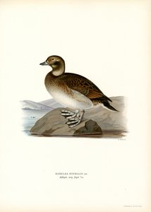 Oldsquaw Duck (färg litho) av Magnus Ferdinand and Wilhelm von Wright