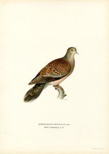 Orientalisk turtelduva (färg litho) av Magnus Ferdinand and Wilhelm von Wright
