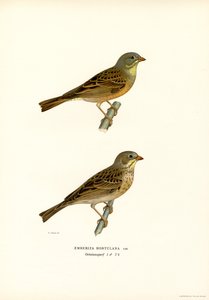 Ortolansparv (färg litho) av Magnus Ferdinand and Wilhelm von Wright