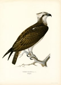 Fiskgjuse (färg litho)