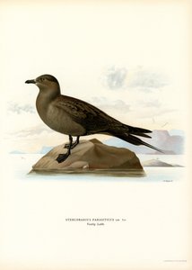 Parasitisk Jaeger (färg litho) av Magnus Ferdinand and Wilhelm von Wright