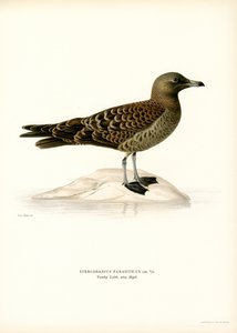Parasitisk Jaeger (färg litho) av Magnus Ferdinand and Wilhelm von Wright