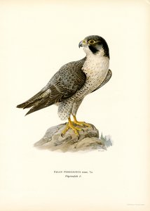Pilgrimsfalk (litho i färg)