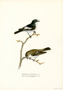 Pied flugsnappare (färg litho) av Magnus Ferdinand and Wilhelm von Wright