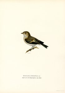 Pied flugsnappare (färg litho) av Magnus Ferdinand and Wilhelm von Wright