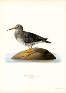 Lila sandsnäppa (färg litho) av Magnus Ferdinand and Wilhelm von Wright