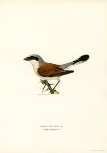 Rödryggad Shrike (färg litho)