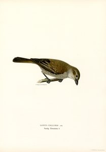Rödryggad Shrike (färg litho)
