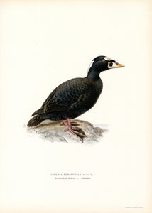 Rödnäbbsnäbb (färg litho) av Magnus Ferdinand and Wilhelm von Wright