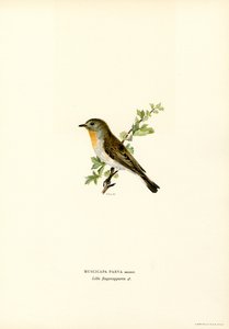 Rödbröst flugsnappare (färg litho) av Magnus Ferdinand and Wilhelm von Wright