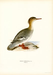 Rödbröstad Merganser (färg litho) av Magnus Ferdinand and Wilhelm von Wright