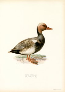 Röd-crested Duck (färg litho) av Magnus Ferdinand and Wilhelm von Wright