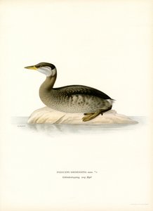 Rödhalsad doppe (färg litho) av Magnus Ferdinand and Wilhelm von Wright