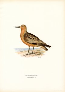 Röd knut (färg litho) av Magnus Ferdinand and Wilhelm von Wright