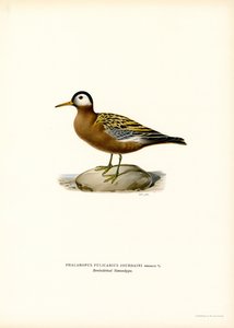 Röd Phalarope (färg litho) av Magnus Ferdinand and Wilhelm von Wright
