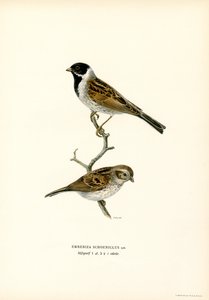 Vasssparv (färg litho) av Magnus Ferdinand and Wilhelm von Wright