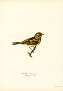 Vasssparv (färg litho) av Magnus Ferdinand and Wilhelm von Wright