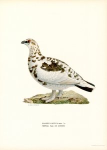 Rock Ptarmigan (färg litho)