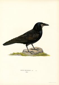 Rook (färg litho) av Magnus Ferdinand and Wilhelm von Wright