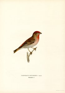 Rosefinch (färg litho) av Magnus Ferdinand and Wilhelm von Wright