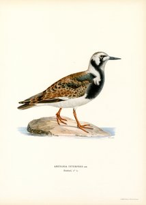 Ruddy Turnstone (färg litho) av Magnus Ferdinand and Wilhelm von Wright