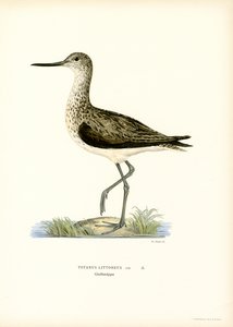 Sandpiper (färg litho) av Magnus Ferdinand and Wilhelm von Wright