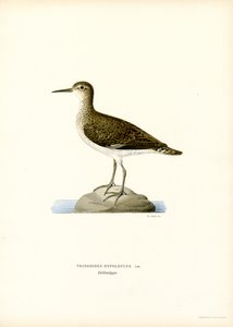 Sandpiper (färg litho) av Magnus Ferdinand and Wilhelm von Wright