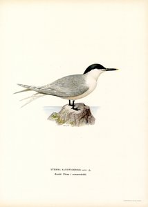 Smörgåstärna (litho i färg) av Magnus Ferdinand and Wilhelm von Wright