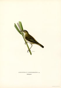 Sedge Warbler (färg litho) av Magnus Ferdinand and Wilhelm von Wright