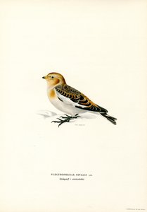 Snow Bunting (färg litho) av Magnus Ferdinand and Wilhelm von Wright