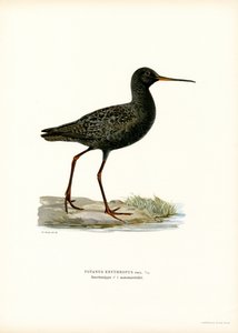 Fläckig rödben (färg litho) av Magnus Ferdinand and Wilhelm von Wright
