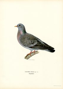 Stock Duva (färg litho) av Magnus Ferdinand and Wilhelm von Wright