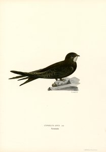 Swift (färg litho) av Magnus Ferdinand and Wilhelm von Wright