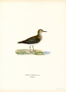 Temmincks Stint (färg litho) av Magnus Ferdinand and Wilhelm von Wright