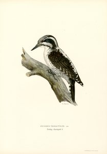 Tretåig hackspett (färg litho) av Magnus Ferdinand and Wilhelm von Wright