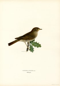 Trast näktergal (färg litho) av Magnus Ferdinand and Wilhelm von Wright