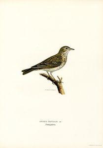 Trädpipare (färg litho) av Magnus Ferdinand and Wilhelm von Wright