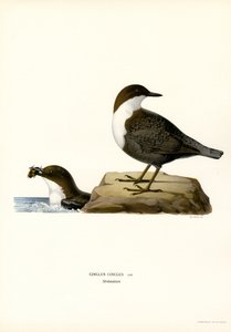 Vatten Ouzel (färg litho) av Magnus Ferdinand and Wilhelm von Wright
