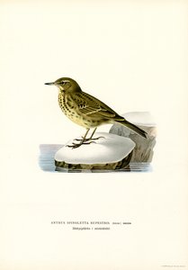 Vattenpipare (färg litho) av Magnus Ferdinand and Wilhelm von Wright